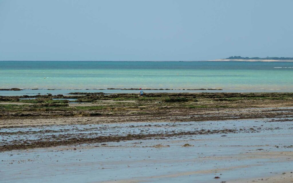 Pêche à pied sur l'île de Ré